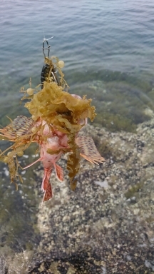 エギング釣行のハズが…