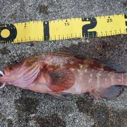 久しぶりの釣果です