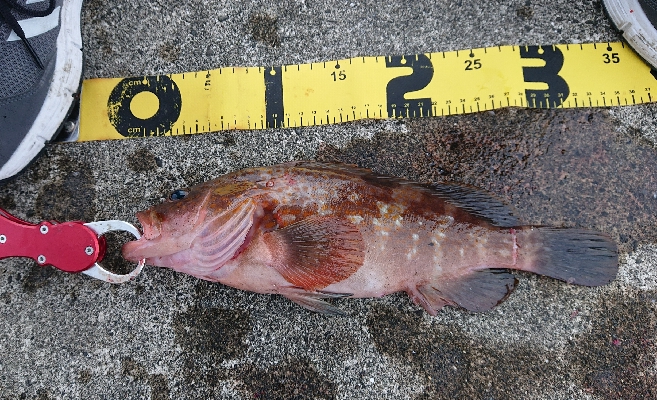 久しぶりの釣果です