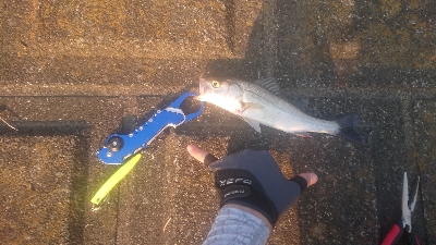 バス釣りのはずが…