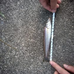 ちょい投げフィッシング