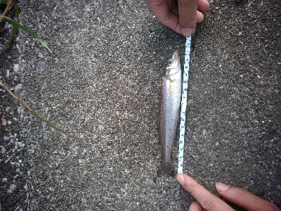 ちょい投げフィッシング