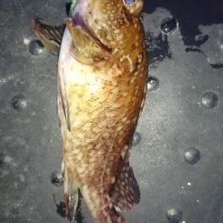 今日もガシガシ