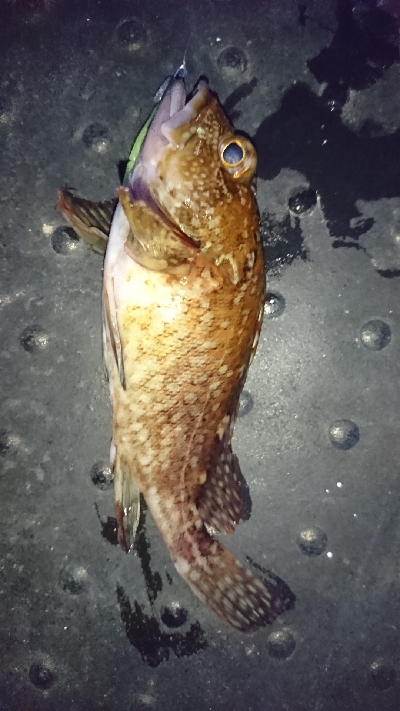 今日もガシガシ