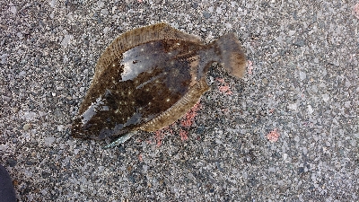 ヒラメ