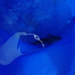 敦賀新港 サビキ偵察！