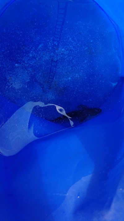 敦賀新港 サビキ偵察！