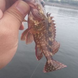 貝塚人工島水路 ガシラのみ アジ釣れず