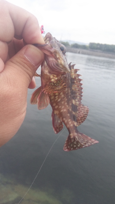 貝塚人工島水路　ガシラのみ　アジ釣れず