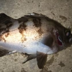 今年は…いいね