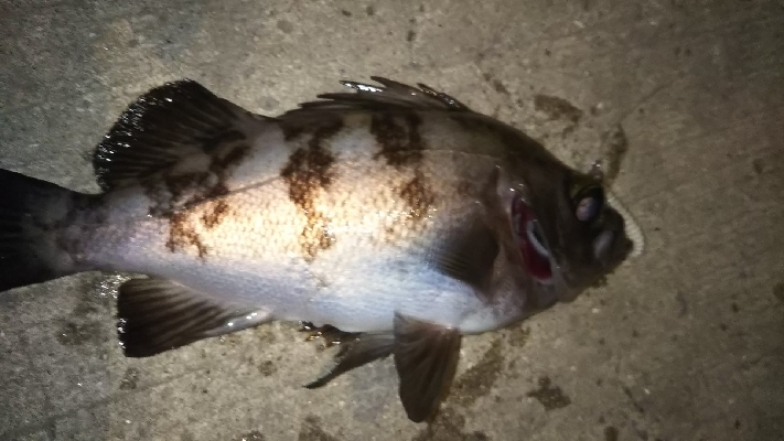 今年は…いいね