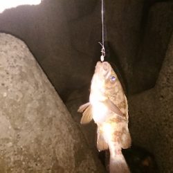 メバル～太刀魚～青物