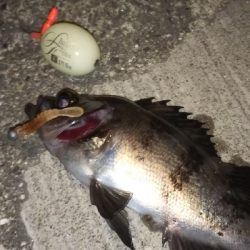 シャローハンター