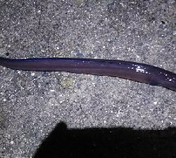 ウツボ狙いのはずが