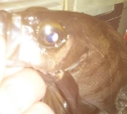 マズメはアジング