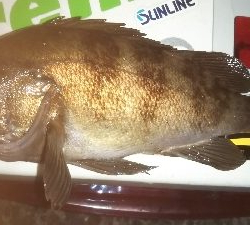 メバリングアジング