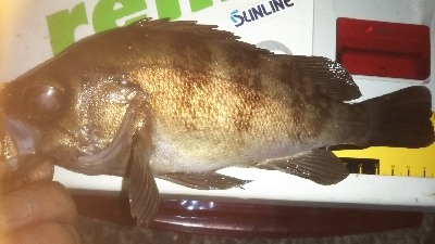 メバリングアジング