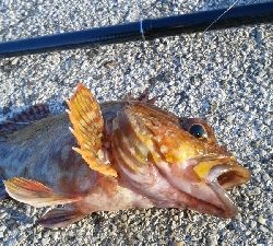 今日もカサゴのみ