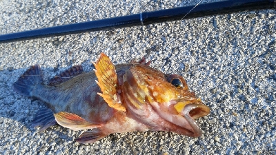 今日もカサゴのみ