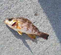 初めて立ち寄った漁港で