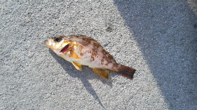 初めて立ち寄った漁港で