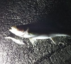 今季初シーバス