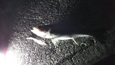 今季初シーバス