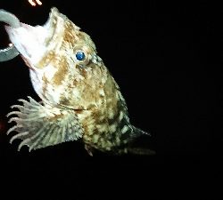 広島市河川チニングでデッカサゴ!