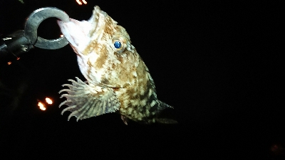 広島市河川チニングでデッカサゴ！