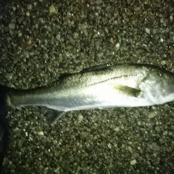 メバル狙いのはずが…