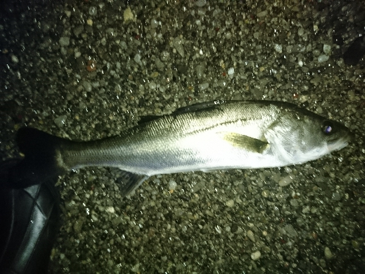 メバル狙いのはずが…