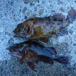 アコウ釣りたかったけど…