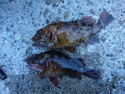 アコウ釣りたかったけど…