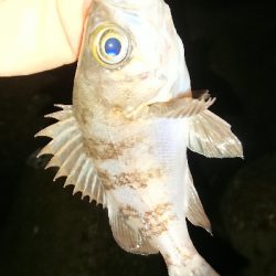 釣り部  釣行記  ３０