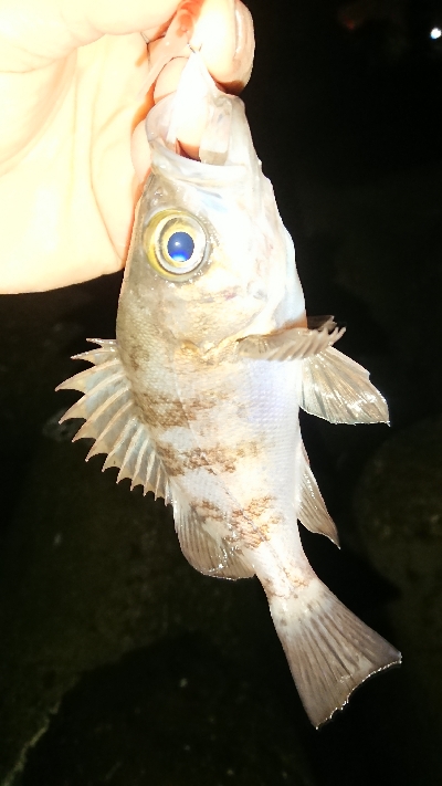 釣り部  釣行記  ３０