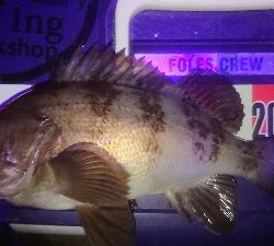 メバルロードは続くのね