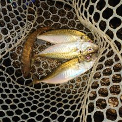 雨のメバリング