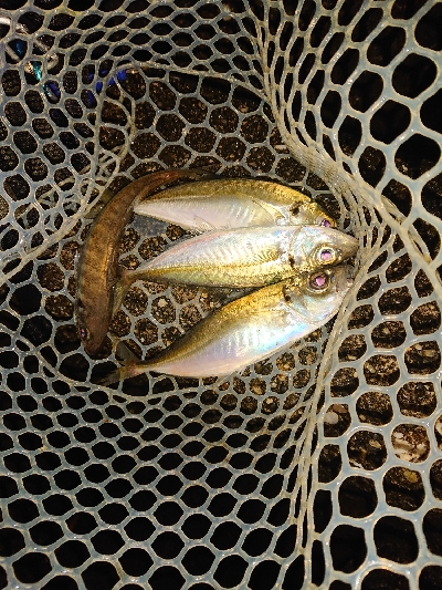 雨のメバリング