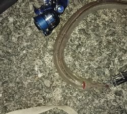 ライトショアジギング ハモ