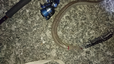 ライトショアジギング ハモ