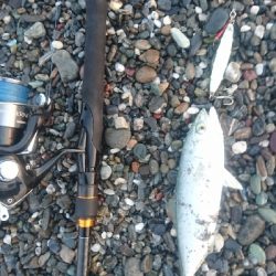 仁淀川周辺サーフ、ライトショアジギング ワカナ