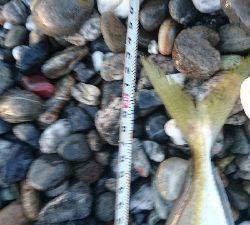 仁淀川周辺サーフライトショアジギング