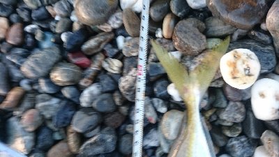 仁淀川周辺サーフライトショアジギング