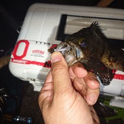 ガシラが元気でした。