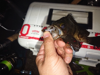 ガシラが元気でした。