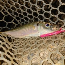 厳しい大潮まわり