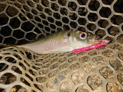 厳しい大潮まわり