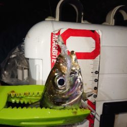 シビアなアジング