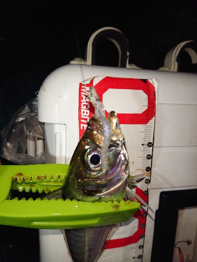 シビアなアジング