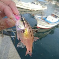 しょぼしょぼです